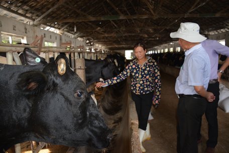 Bảo hiểm bò sữa cho hộ nông dân do Công ty CP Giống bò sữa Mộc Châu thực hiện khá tốt- mô hình cần được nghiên cứu, nhân rộng.
