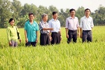 Hỗ trợ sản xuất 70ha giống lúa thuần đạt cấp giống nguyên chủng