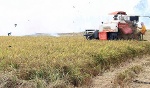 Lúa Đông Xuân trúng mùa, giá cao, nông dân phấn khởi
