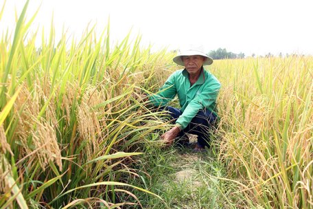 Chú Nguyễn Văn Buôl cho biết: Lúa được sạ bằng máy kéo tay nhưng lúa tách bụi và hiệu quả không thua lúa cấy bằng tay.