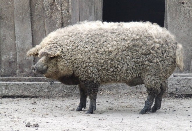 Mangalica là giống lợn cuối cùng tồn tại  sở hữu bộ lông bất thường giống cừu này, và chúng đã gần như tuyệt chủng vào những năm 90 thế kỷ trước, khi còn chưa đến 200 con.