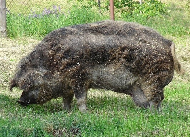 Việc nhân giống lợn Mangalitsa bắt đầu vào những năm 1830 thời Hoàng chế Austro-Hungerghen sau khi  Archdi Joseph Anton Johann, người con thứ bảy của Hoàng đế dòng La Mã Leopold II, nhận được một số con lợn Sumadija từ một hoàng tử Serbia.