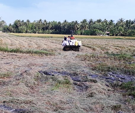 Thu hoach lua: Vĩnh Long được định hướng duy trì khu vực sản xuất nông nghiệp lúa gạo (Ảnh: Thu hoạch lúa Đông Xuân ven QL 1 qua địa phận huyện Tam Bình)
