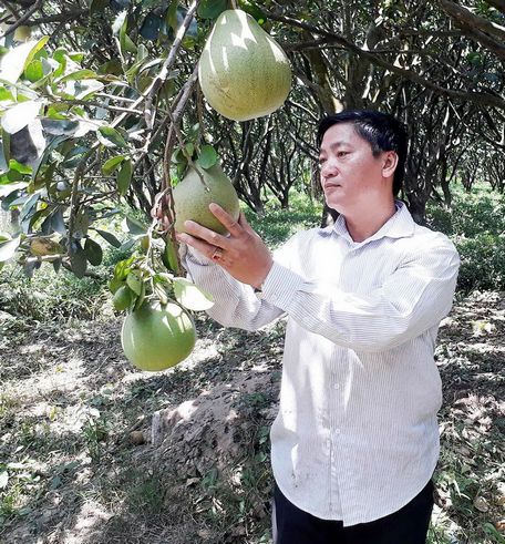 Vĩnh Long được định hướng phát triển cây ăn trái tập trung tại các vùng cù lao, ven sông. Trong ảnh: Bưởi Năm Roi Mỹ Hòa cho giá trị kinh tế cao.