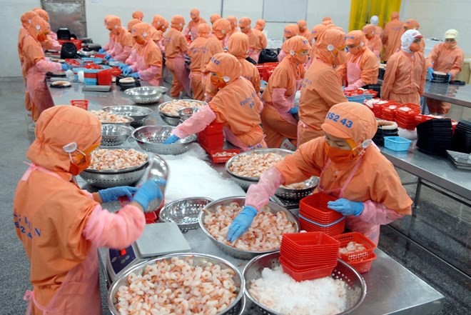 Chế biến tôm xuất khẩu tại Công ty Trách nhiệm hữu hạn Thông Thuận. (Ảnh: TTXVN)