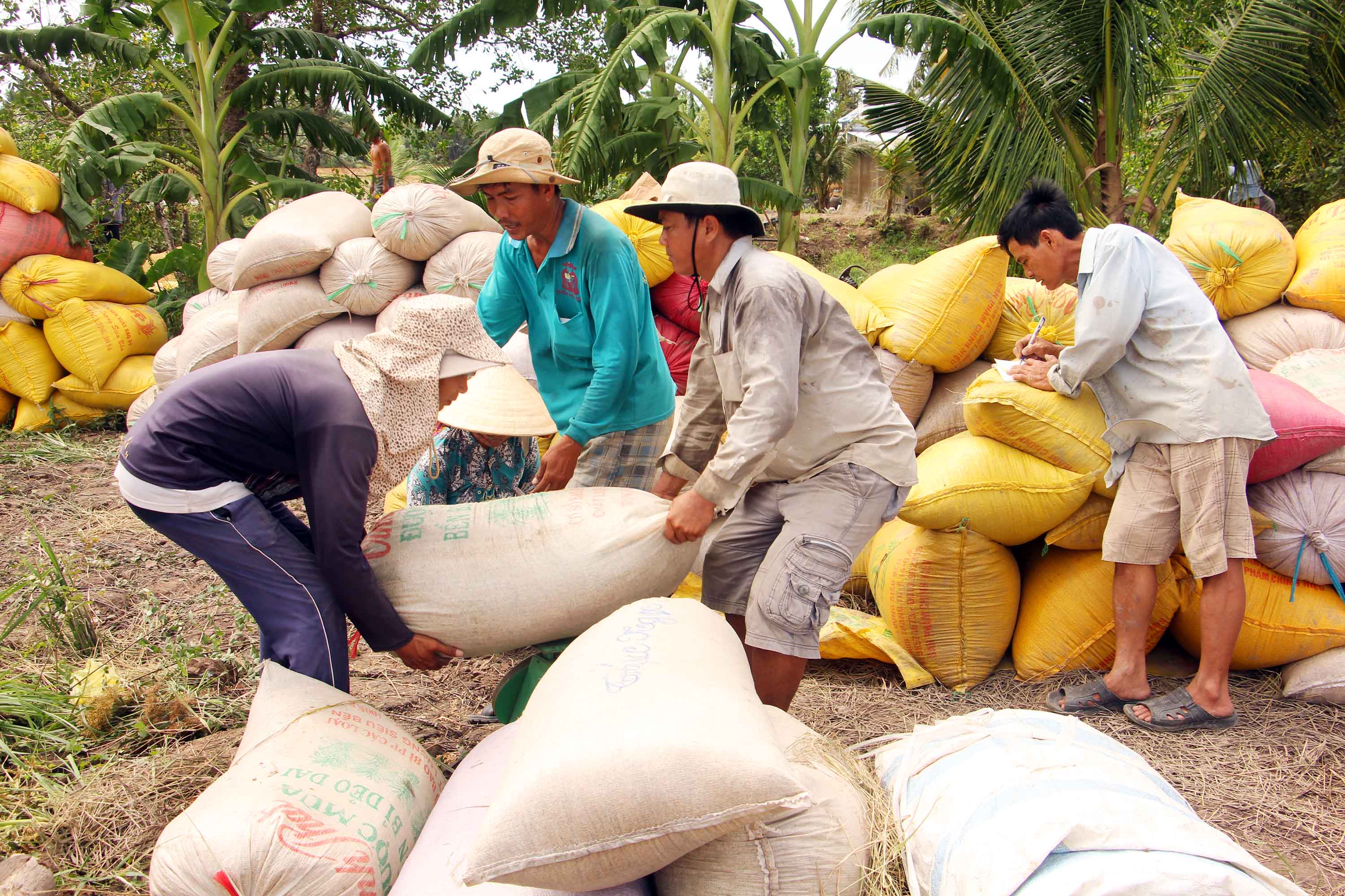 Thương lái ở Đồng Tháp sang thu mua lúa tại huyện Tam Bình (Vĩnh Long).