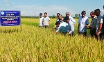 Duy trì mô hình sản xuất giống lúa chất lượng cao