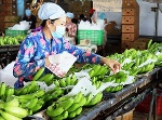 Giá trị xuất khẩu rau quả Việt Nam tăng mạnh ở nhiều thị trường 'khó tính'