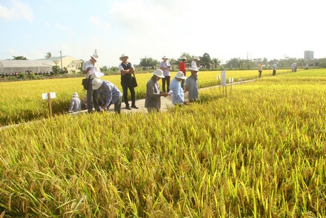 Nông dân thăm đồng tham gia bình chọn, đánh giá giống lúa vụ Thu Đông 2018 tại Trại lúa giống (xã Long An- Long Hồ)