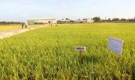 Năm 2018, Trại Lúa giống ở ấp An Phú B (xã Long An- Long Hồ) đã chính thức đi vào hoạt động.