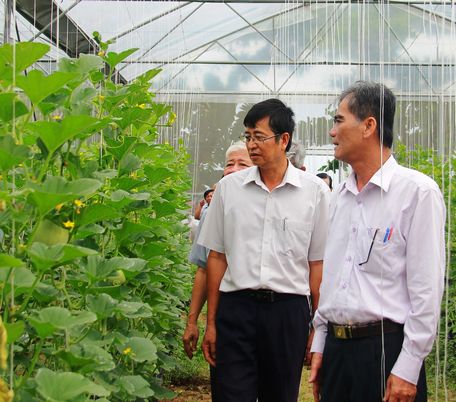 Ông Lê Quang Trung- Ủy viên Thường vụ Tỉnh ủy, Phó Chủ tịch Thường trực UBND tỉnh (bìa phải)- khảo sát mô hình nông nghiệp đô thị tại TP Vĩnh Long sáng 7/11/2018.