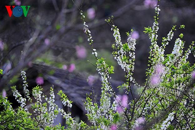 Nếu bạn yêu thích hoa cải, hoa mận, hoa đào thì đến Mộc Châu (tỉnh Sơn La) vào thời điểm từ tháng 11 đến tháng 2, sẽ được nhìn thấy những cánh đồng hoa bạt ngàn. Chính điều này đã khiến cho Mộc Châu trở thành địa điểm du lịch mùa Đông miền Bắc hấp dẫn.