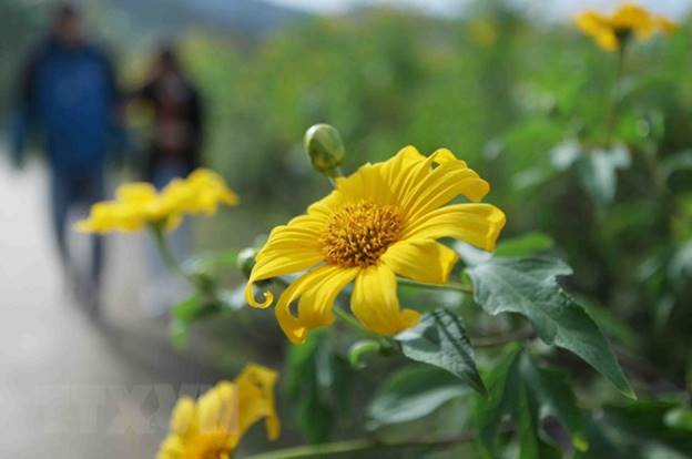  Vào những ngày cuối tháng 11, tại các tuyến đường, cánh rừng của tỉnh Lai Châu nhuộm màu vàng óng của loài hoa Dã quỳ tạo nên bức tranh tuyệt đẹp và thu hút đông đảo du khách đến tham quan, chụp ảnh. (Ảnh: Quý Trung/TTXVN)