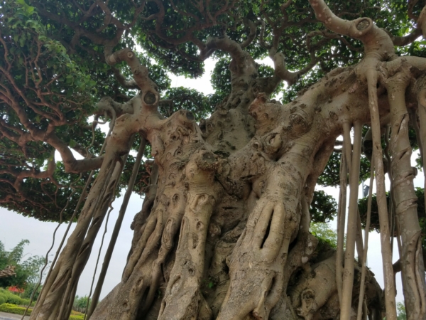Phần thân chính của cây xù xì phân cành nhánh theo lối chiết chi...được giới chơi cây cảnh đánh giá cao.