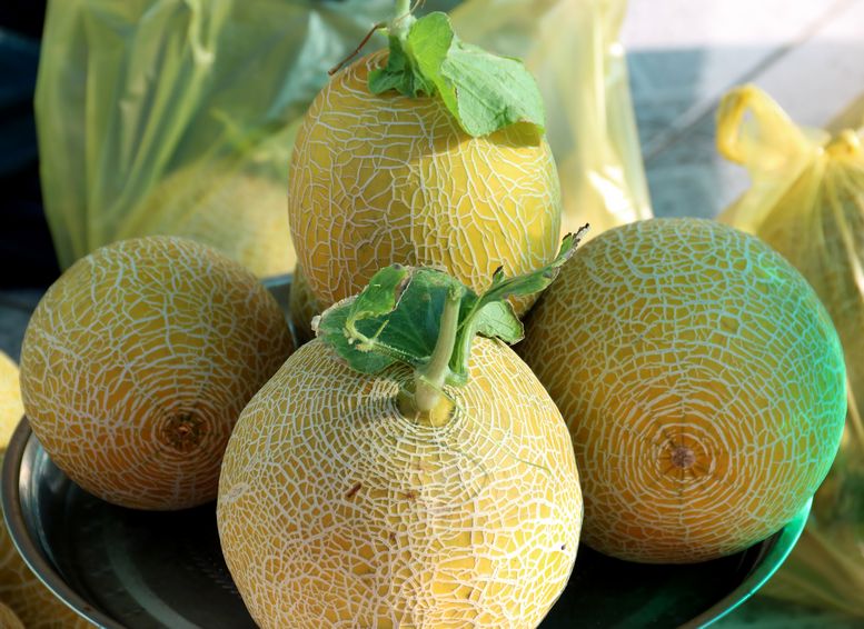 Mỗi trái dưa từ 1- 1,8kg. Dưa khi chín tỏa hương rất thơm.
