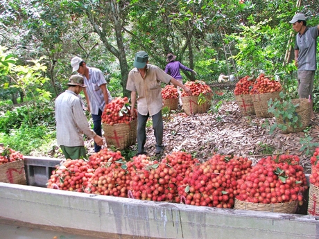 Rau quả và trái cây là mặt hàng xuất khẩu tăng trưởng mạnh nhất. Trong ảnh: Thu hoạch chôm chôm ở xã Bình Hòa Phước (Long Hồ).