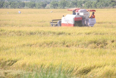 Ruộng lúa ở những khu được bao đê giữa mùa nước nổi của huyện Bình Tân.