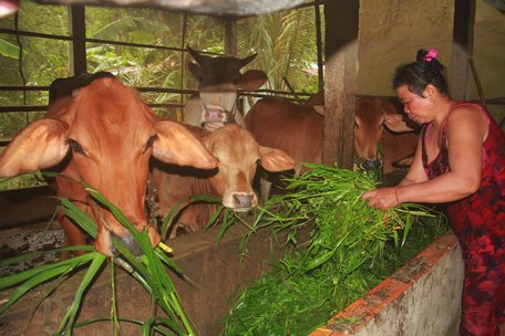 Chị Sơn Thị Phượng và chồng (ở ấp Phù Ly 1, xã Đông Bình) có kinh nghiệm nuôi bò mướn gần 20 năm nay.