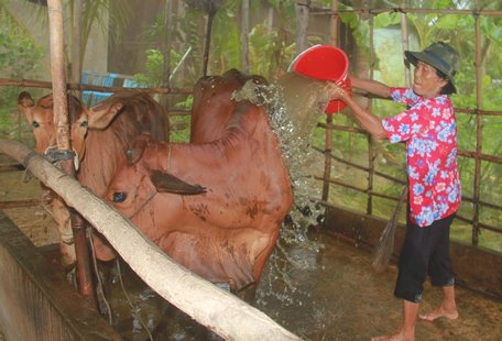 Bà Sơn Thị Thul (68 tuổi, ở ấp Phù Ly 1, xã Đông Bình) chăm sóc bò, coi như “con gái cưng”.