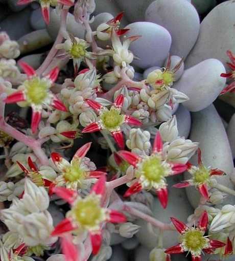 Lavender Pebbles thường ra khá nhiều hoa, là loại cây xuất hiện từ Mexico.