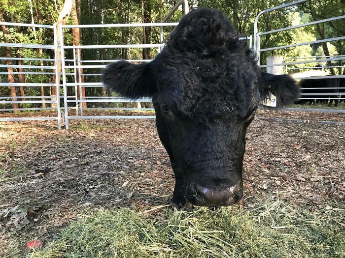 Góc chụp khiến chú bò đang ăn cỏ này trông như thể chỉ còn lại cái đầu.
