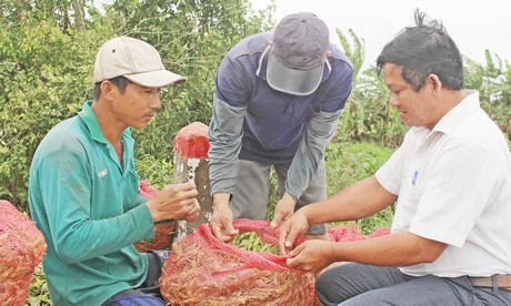 Tỉnh Vĩnh Long đang tập trung cơ cấu lại mùa vụ theo hướng giảm diện tích lúa, tăng diện tích màu và cây ăn trái.