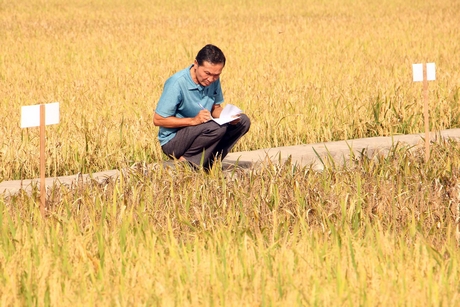 Vĩnh Long đạt được nhiều thành tựu quan trọng trong việc phát triển hệ thống sản xuất lúa giống cao.