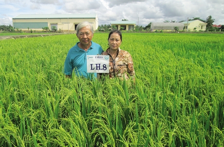 Ông Phạm Văn Long và vợ- bà Mai Bích Chương- cho biết phải tới đời F7 mới cho ra giống lúa thuần LH8.