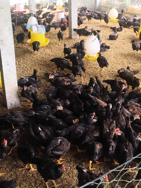 Mô hình gà thả vườn ở ấp Rạch Ngay đem lại hiệu quả kinh tế khả quan.