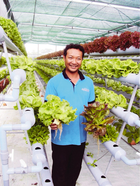 Mô hình trồng rau thủy canh trong nhà kính với hệ thống đo đạc và vận hành các chỉ số chất lượng của môi trường nước tại xã Bình Phước (Mang Thít).