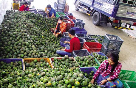  Kinh tế nông nghiệp mà chủ đạo là kinh tế vườn đã đóng góp lớn vào giá trị sản xuất nông- lâm- thủy sản của huyện Trà Ôn trong năm 2019. ẢNH: HÙNG HẬU