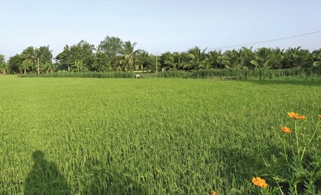 Năm qua, xã Thiện Mỹ và xã Xuân Hiệp được bao tiêu 200ha lúa với sản lượng 1.300 tấn. Thiện Mỹ cũng là vùng sản xuất lúa thơm Jasmine có tiếng trước nay. ẢNH: MINH THÁI