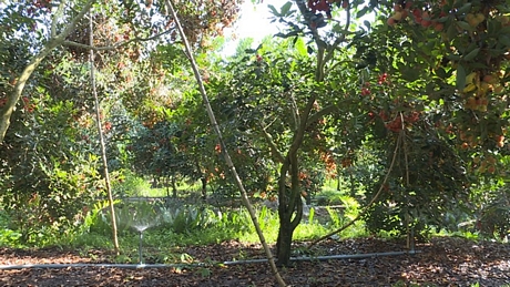 Vườn chôm chôm của gia đình ông Tứ được đầu tư giàn tưới phun hiện đại gần 30 triệu đồng đang chín đỏ cây nhưng chưa ai mua. 