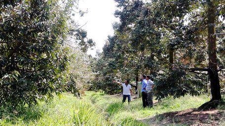 Vườn cây ăn trái ở xã Thanh Bình (Vũng Liêm) bị ảnh hưởng mặn.