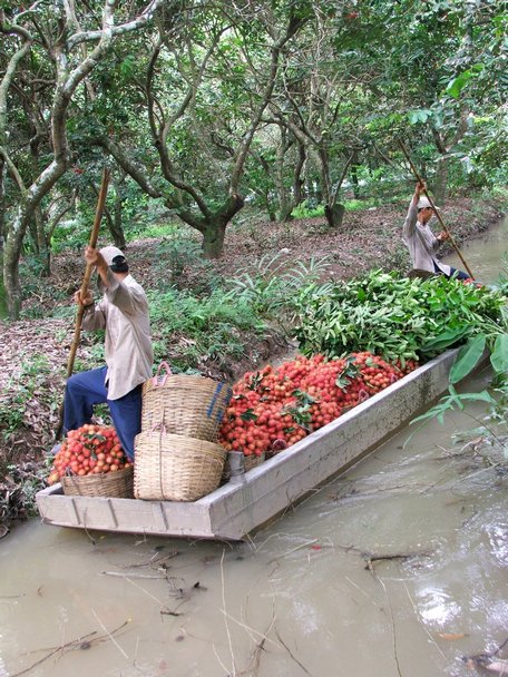   Thu hoạch trái cây tại huyện Long Hồ (Vĩnh Long).