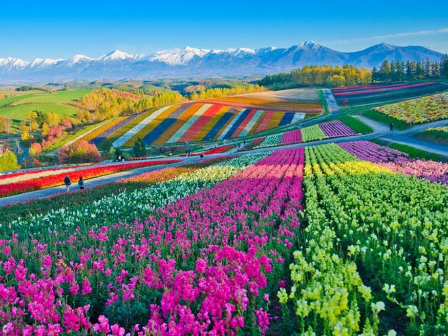 Furano, Hokkaido, Nhật Bản nổi tiếng với những cánh đồng hoa oải hương, cùng với đó là hoa lupin và hoa cải dầu. Cánh đồng hoa oải hương ở Furano bắt đầu nở rộ vào cuối tháng 6 và cao điểm vào giữa tháng 7 đến đầu tháng 8. Những bông hoa khác nở từ tháng 6 đến tháng 9.
