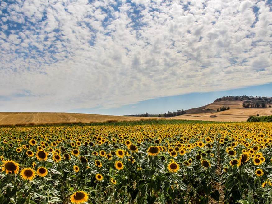 Bên ngoài thị trấn Carmona của Tây Ban Nha, những cánh đồng hoa hướng dương trải rộng 5.000 ha. Những bông hoa hướng dương nở rộ từ tháng 5 đến tháng 7.