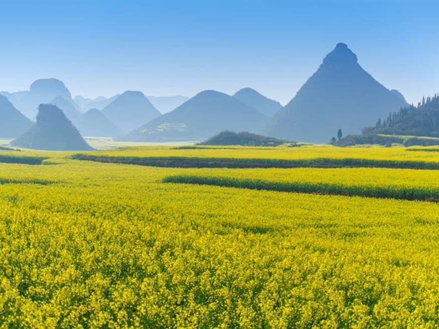 Những cánh đồng hoa cải dầu ở Luoping, Trung Quốc nở rộ từ tháng 2 đến tháng 3 khiến nơi đây mang vẻ đẹp lộng lẫy như chốn thần tiên.