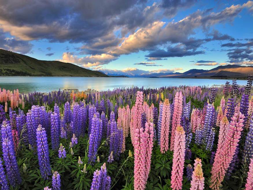 Hồ Tekapo, nằm trên hòn đảo phía nam của New Zealand, là một địa điểm nổi tiếng để ngắm hoa lupin. Những bông hoa thường nở vào giữa tháng 11 đến giữa tháng 1.