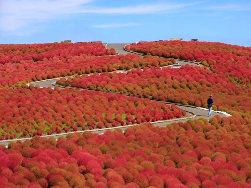 Công viên bờ biển Hitachi ở Ibaraki, Nhật Bản trồng tới 350 ha hoa. Hoa nemophila màu xanh nổi tiếng của công viên đang vào mùa từ cuối tháng 4 đến giữa tháng 5. Còn những bụi cây kokia màu xanh lá cây chuyển sang màu đỏ rực rỡ vào tháng 10.