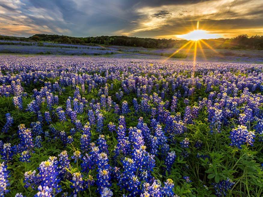 Những cánh đồng tím biếc của hoa Bluebonnet ở miền Tây Texas của Mỹ nở rộ từ giữa tháng 3 đến cuối tháng 4.