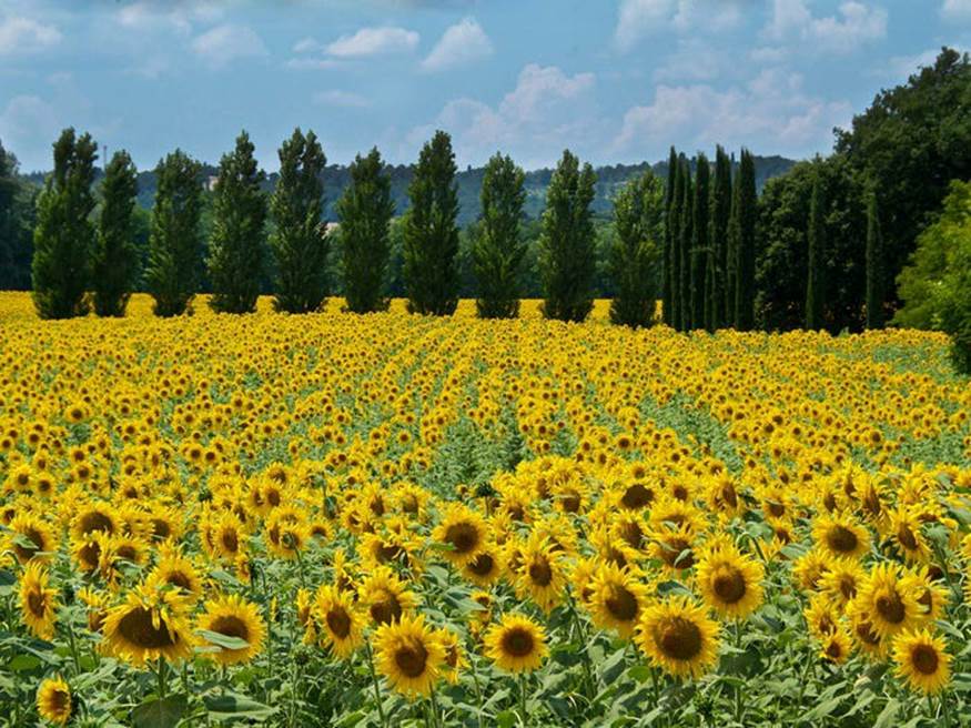 Tuscany, Italy nổi tiếng với những cánh đồng hoa hướng dương tuyệt đẹp. Những bông hoa hướng dương nở rộ vào giữa tháng 6 đến đầu tháng 8.