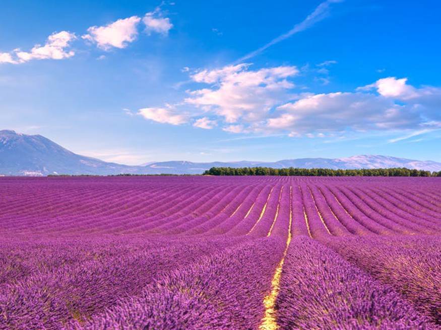 Cánh đồng hoa oải hương nở rộ trên khắp Provence, Pháp. Hoa oải hương nở từ cuối tháng 6 đến đầu tháng 8.