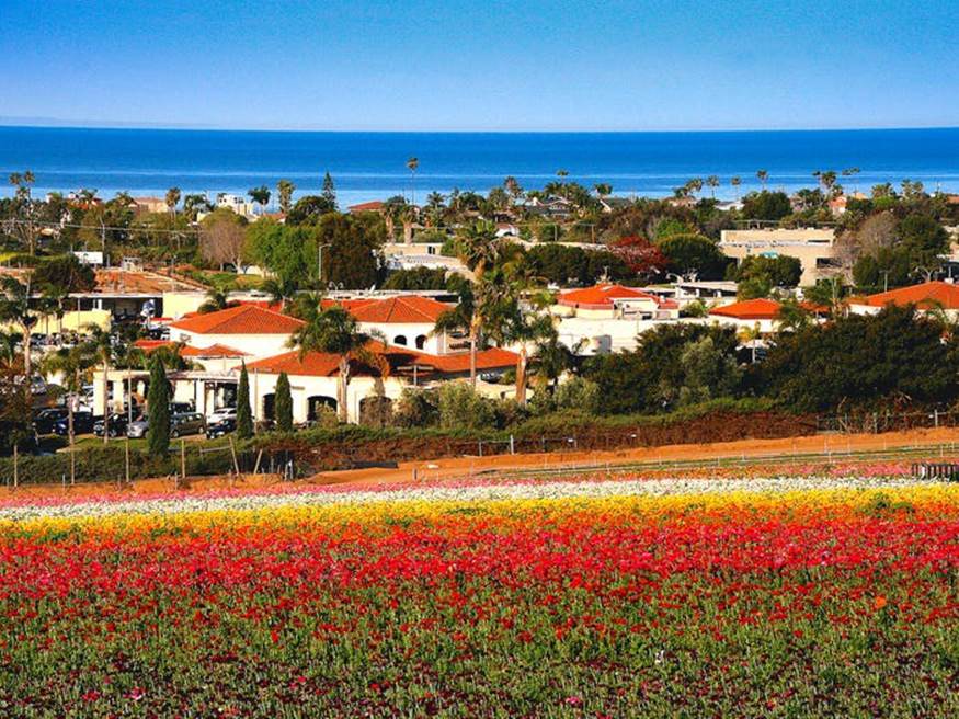 Hơn 50 mẫu hoa Mao lương làm bừng sáng Cánh đồng hoa Carlsbad ở California, Mỹ. Mùa nở rộ cao điểm là giữa tháng 3 đến giữa tháng 4.