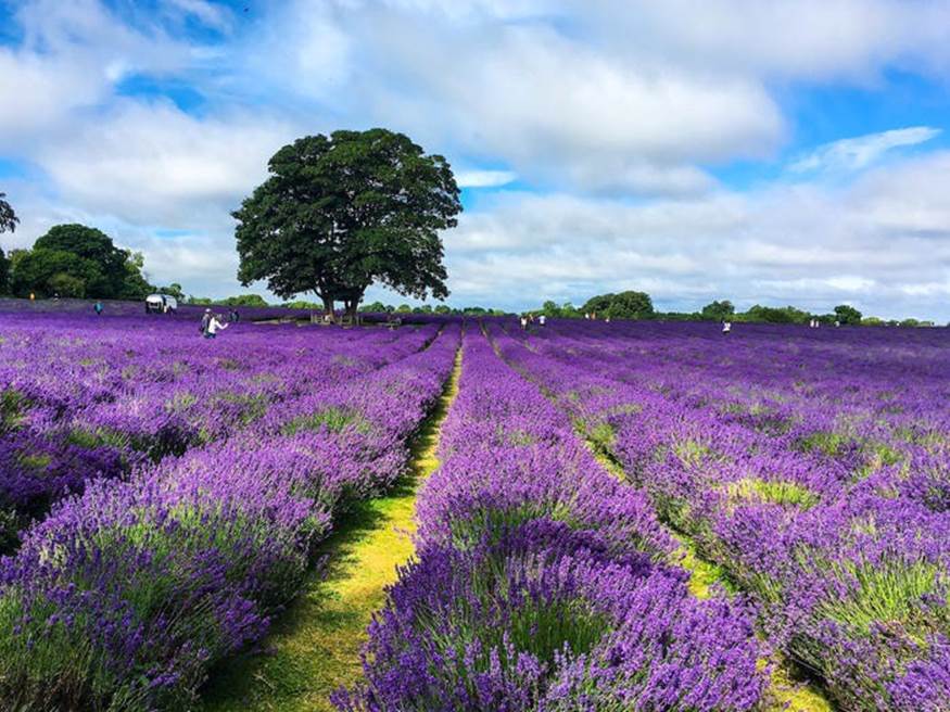 Trang trại hoa oải hương Mayfield ở Banstead, Anh, trải rộng 25 mẫu. Hoa oải hương bắt đầu nở rộ vào giữa tháng 6 và đạt đến mùa cao điểm vào tháng 7 và tháng 8.