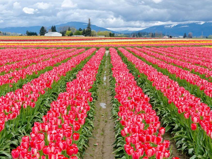 Thung lũng Skagit ở Washington được trải thảm bằng hàng và hàng triệu bông hoa tulip đầy màu sắc. Thung lũng Skagit tổ chức Lễ hội hoa tulip hàng năm vào tháng 4. Mọi người đến từ khắp nơi trên thế giới để ngắm nhìn những cánh đồng hoa tulip rực rỡ sắc màu.