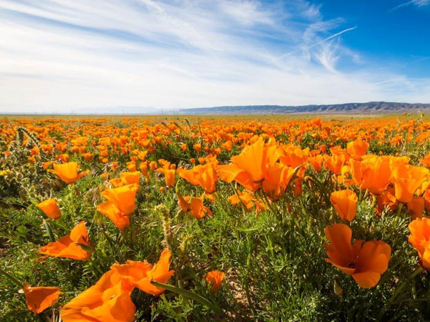 Thung lũng Antelope thuộc khu bảo tồn Poppy gần Lancaster, California, Mỹ nổi tiếng với thảm hoa poppy màu cam rực rỡ.