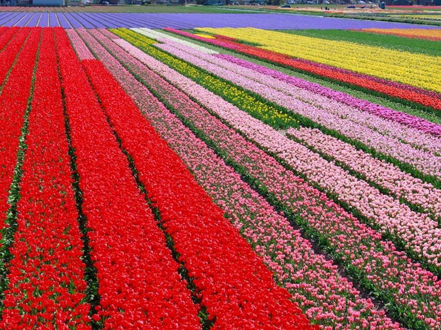 Hơn 7 triệu bông hoa tulip đủ sắc màu nở từ cuối tháng 3 đến giữa tháng 5 ở Vườn Keukenhof, Lisse, Hà Lan, khiến nơi đây trông như chốn thần tiên.