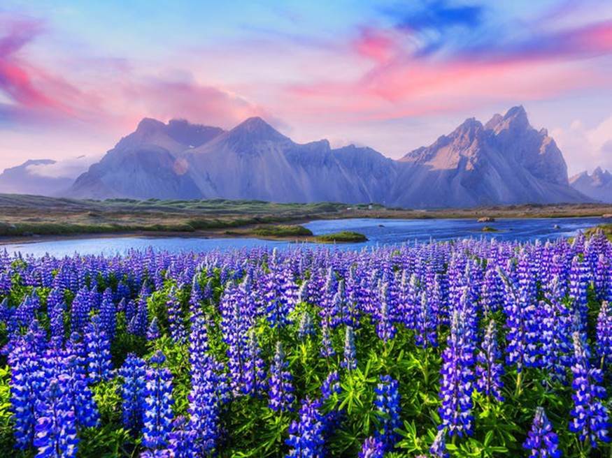 Hoa Lupin nở khắp Iceland vào mùa hè, nhưng một trong những nơi đẹp nhất để ngắm nhìn chúng là Vestrahorn.