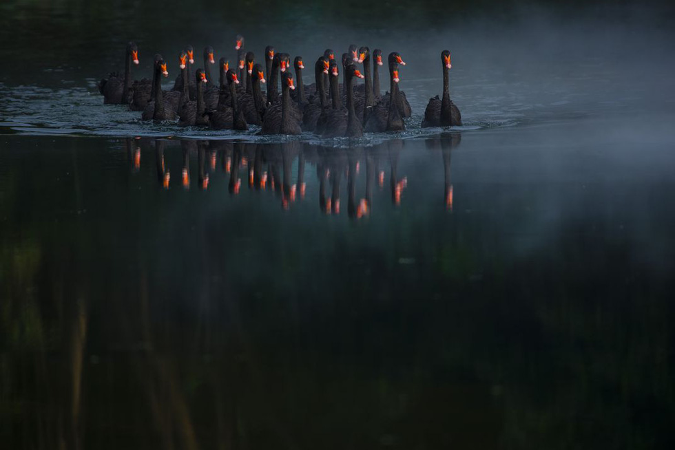 Tác phẩm đàn thiên nga đen bơi trong hồ của Kuang Zhen, người Trung Quốc.